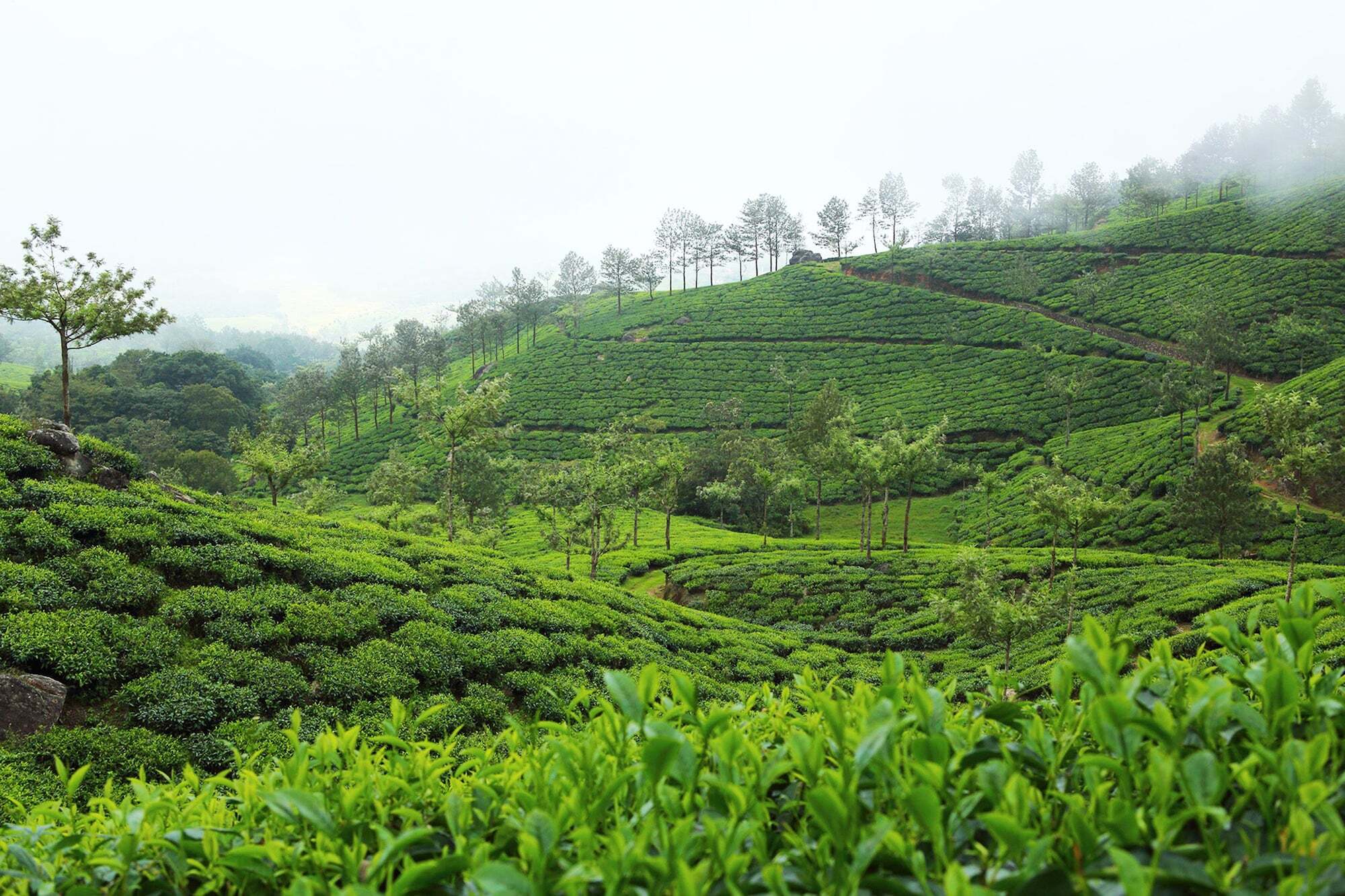 Fort Munnar Chinnakanal Kültér fotó